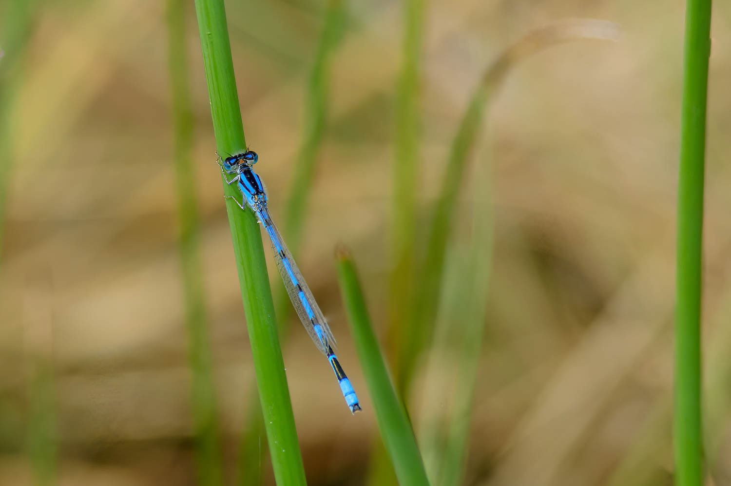 Familiar Bluet (Enallagma civile) Male