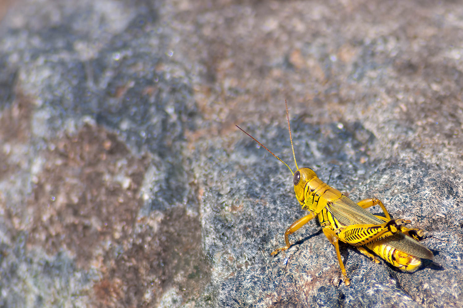 Differential Grasshopper (Melanoplus differintialis)
