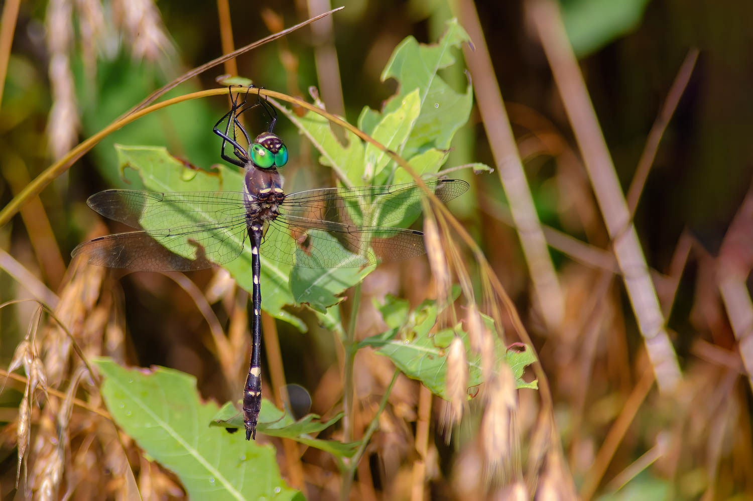 Swift River Cruiser (Macromia illinoiensis)