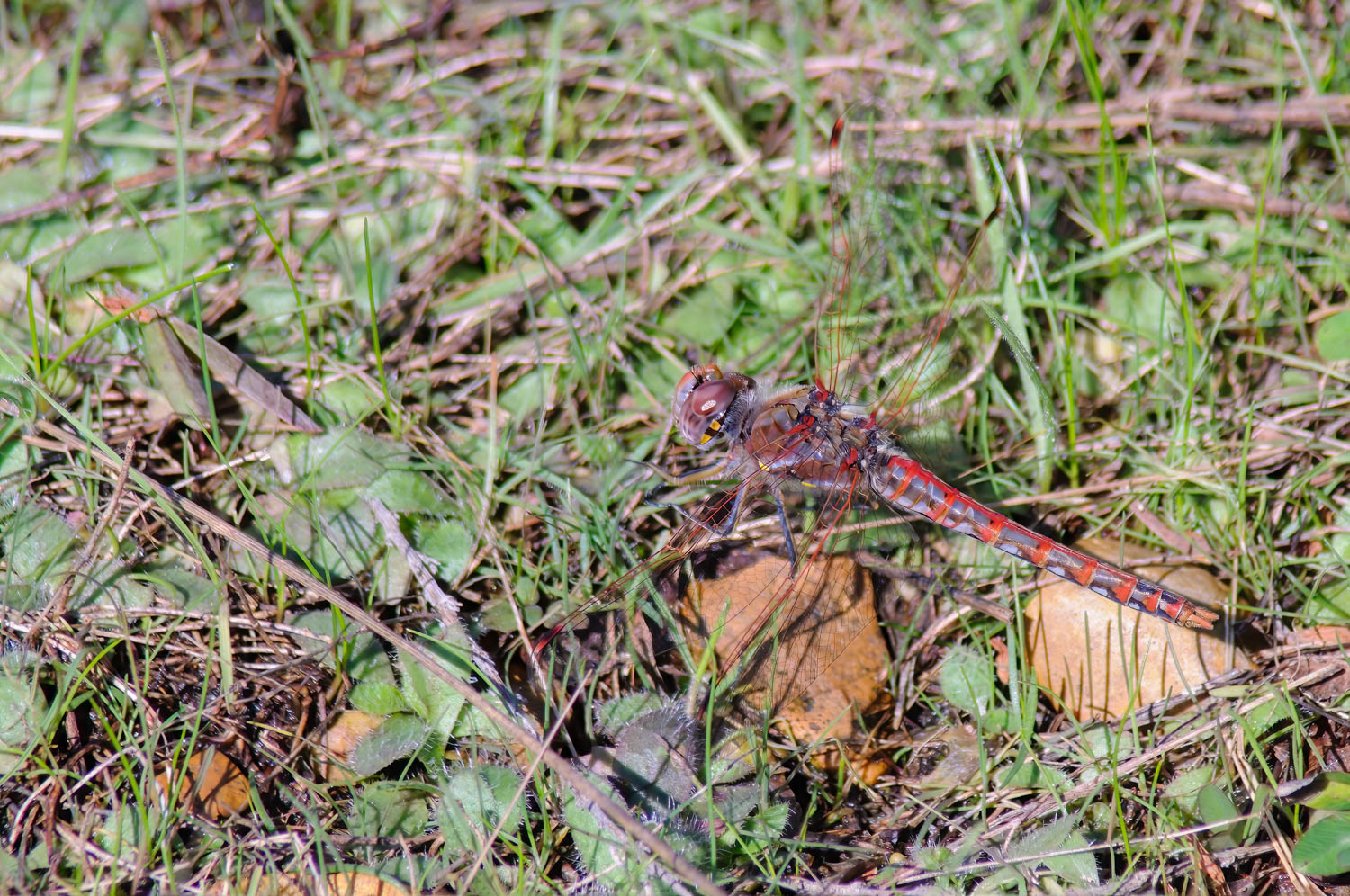 Variegated Meadowhawk (Sympetrum corruptum) Male