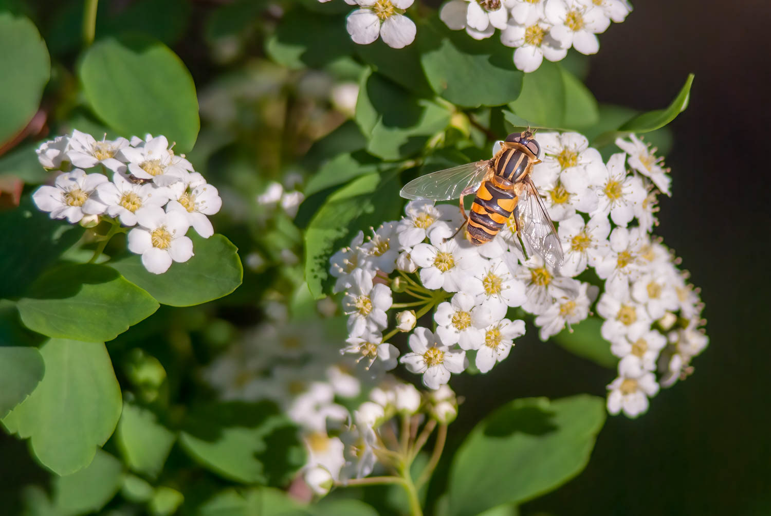 Yellowjacket Fly (Spilomyia longicornis)