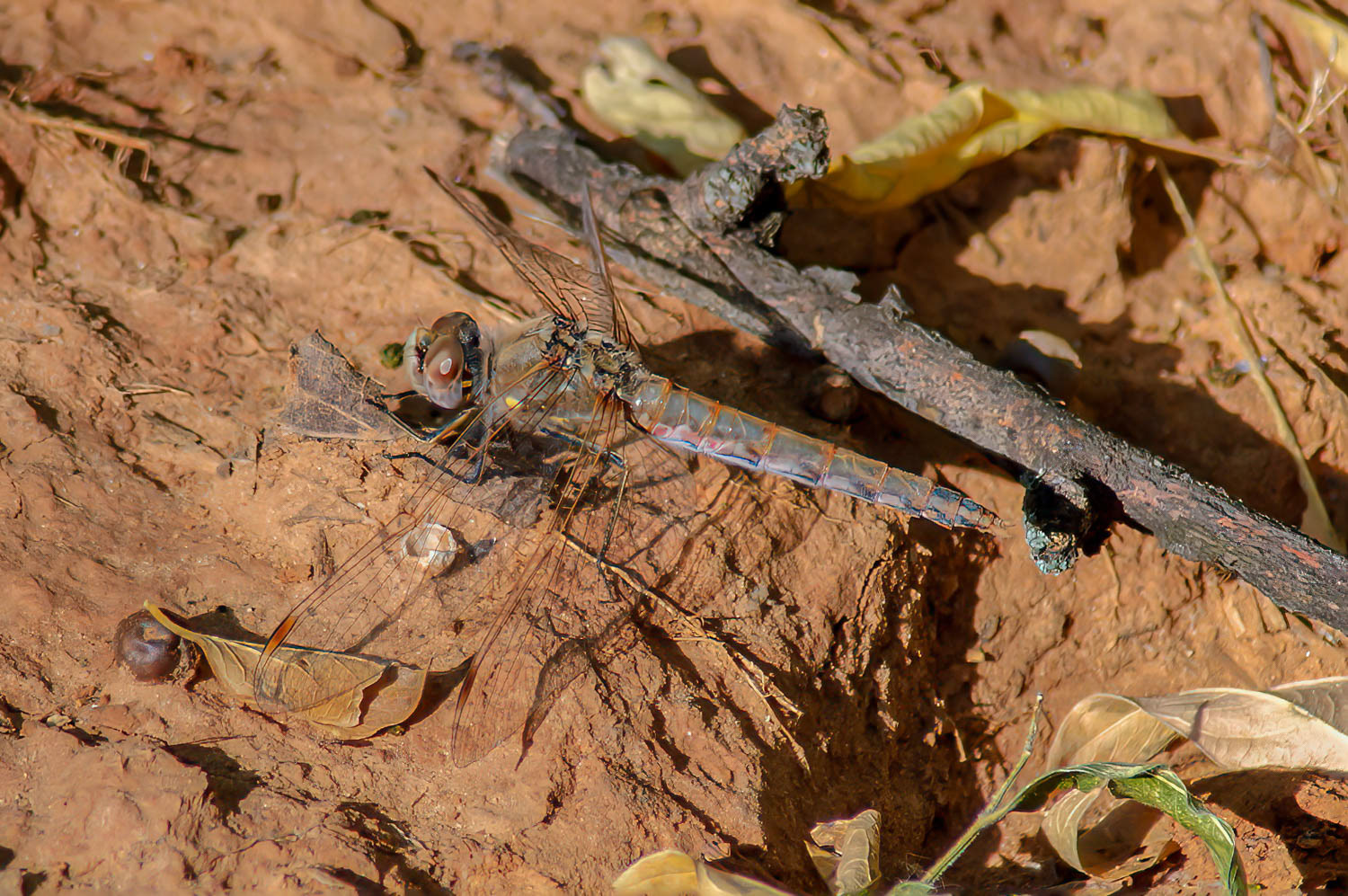Variegated Meadowhawk (Sympetrum corruptum) Female