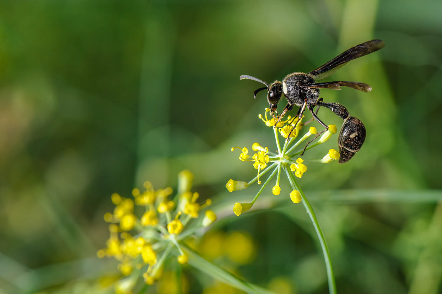 Potter Wasp (Eumenes fraternus )