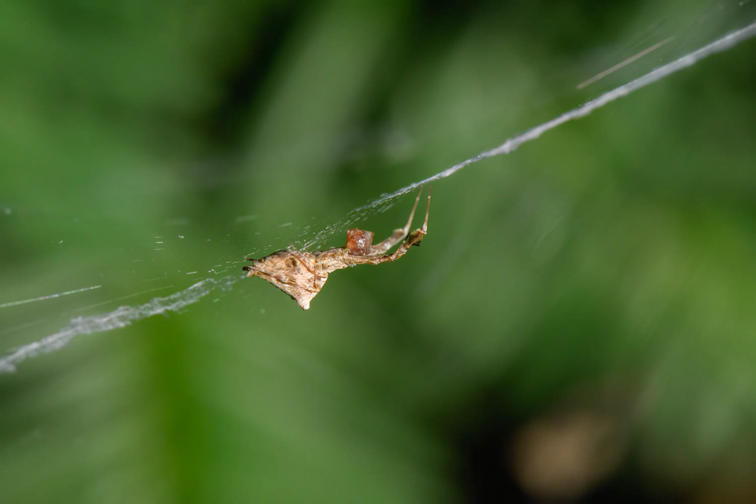 Hothouse Featherleg Spider (Uloborus plumipes photos)