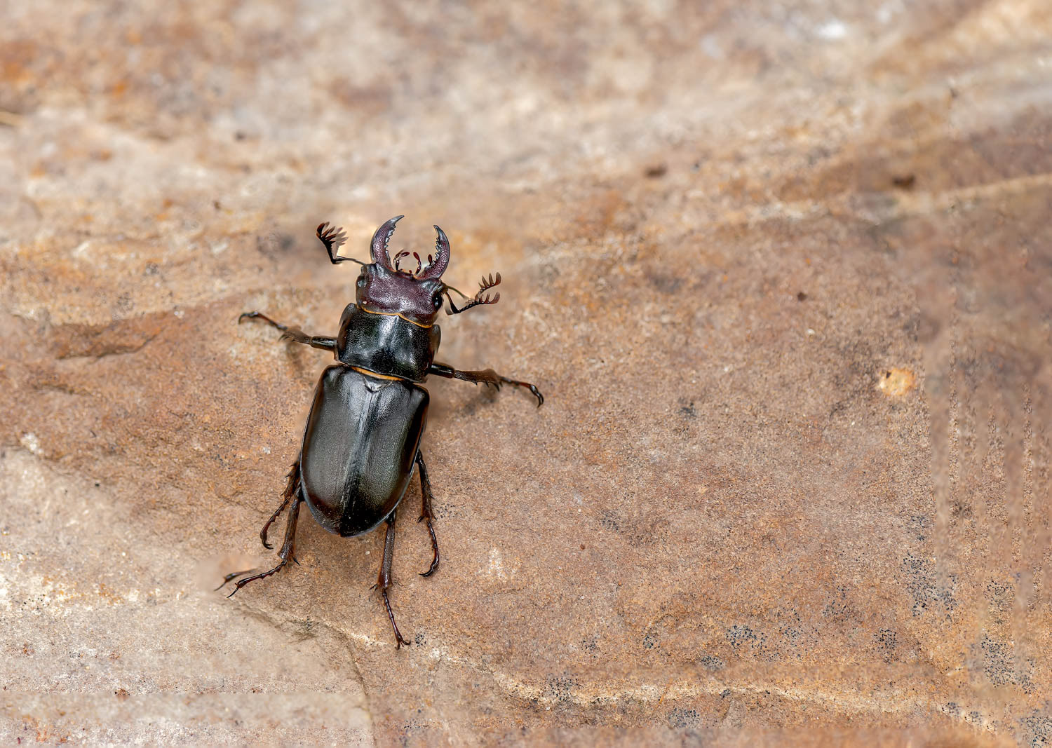 Stag Beetle (Lucanus cervus)