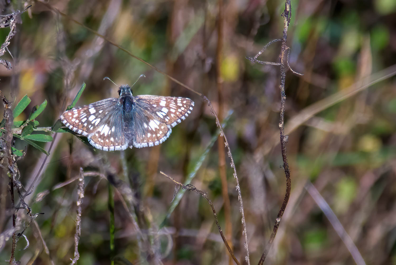 Checkered Skipper (Burnsius communis)