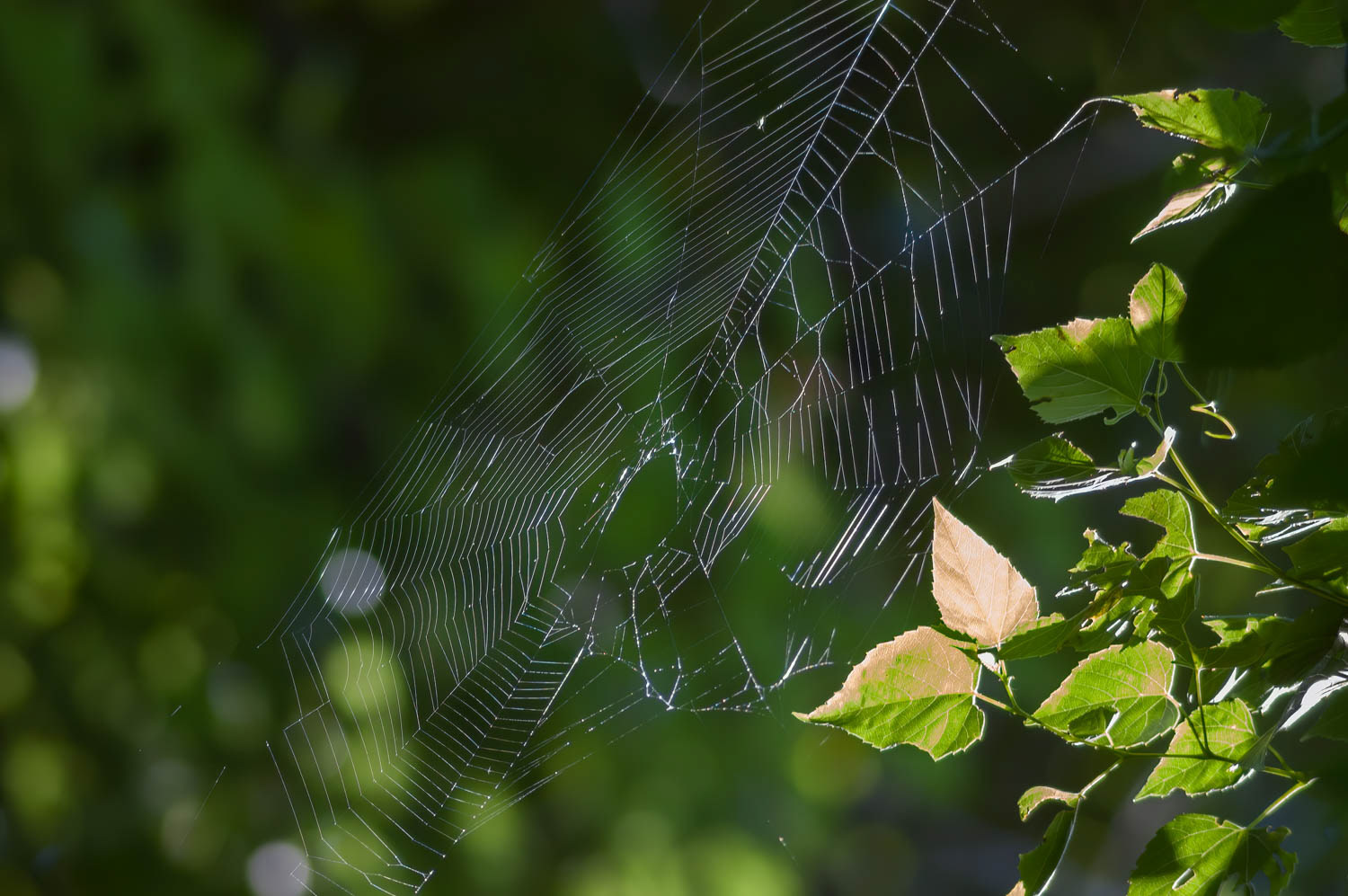 Orb Weaver Spider Web