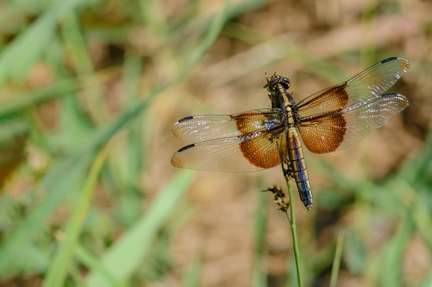Widow Skimmer (Libellula luctuosa) Female