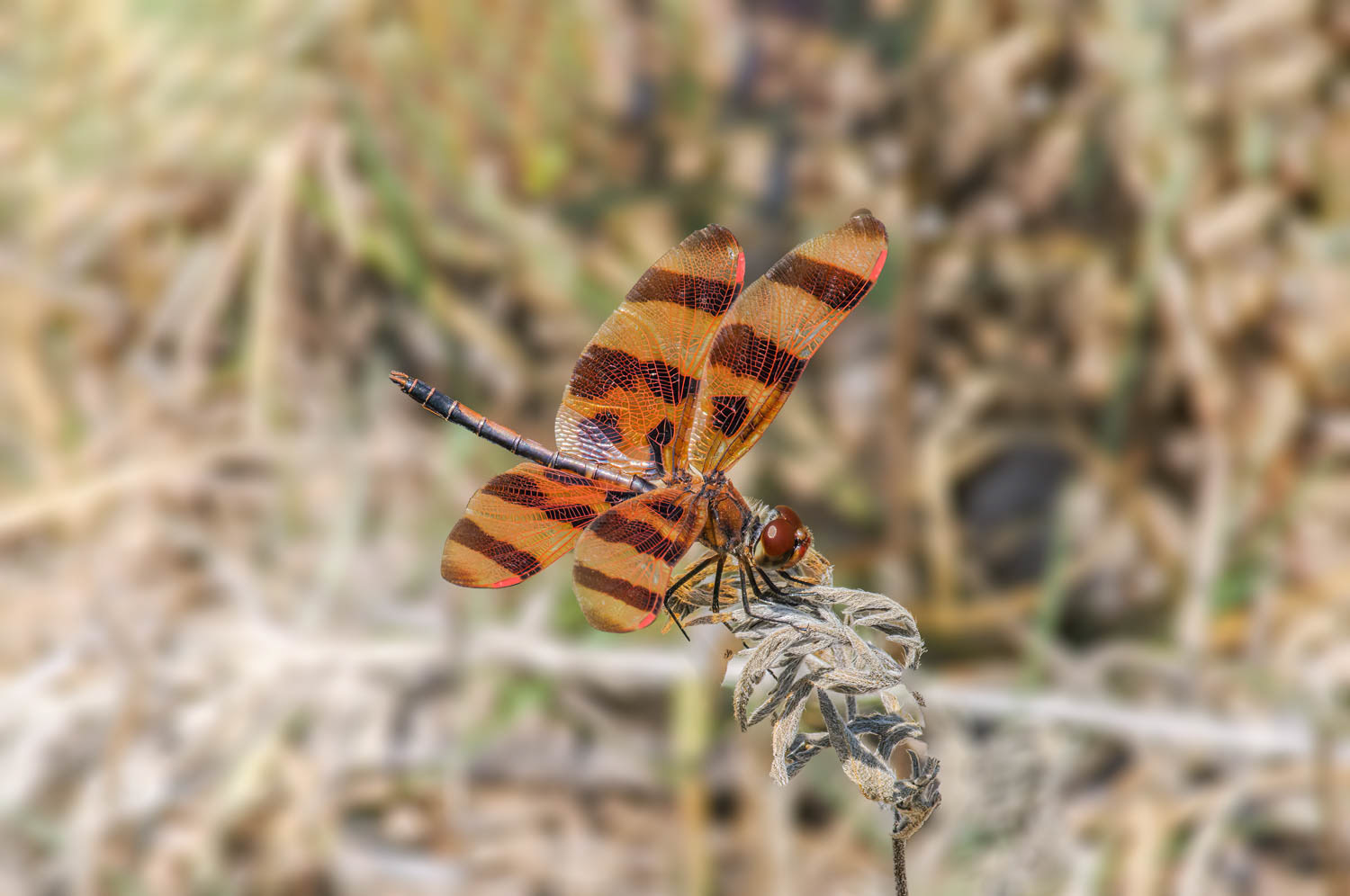 Halloween Pennant (Celithemis eponina)
