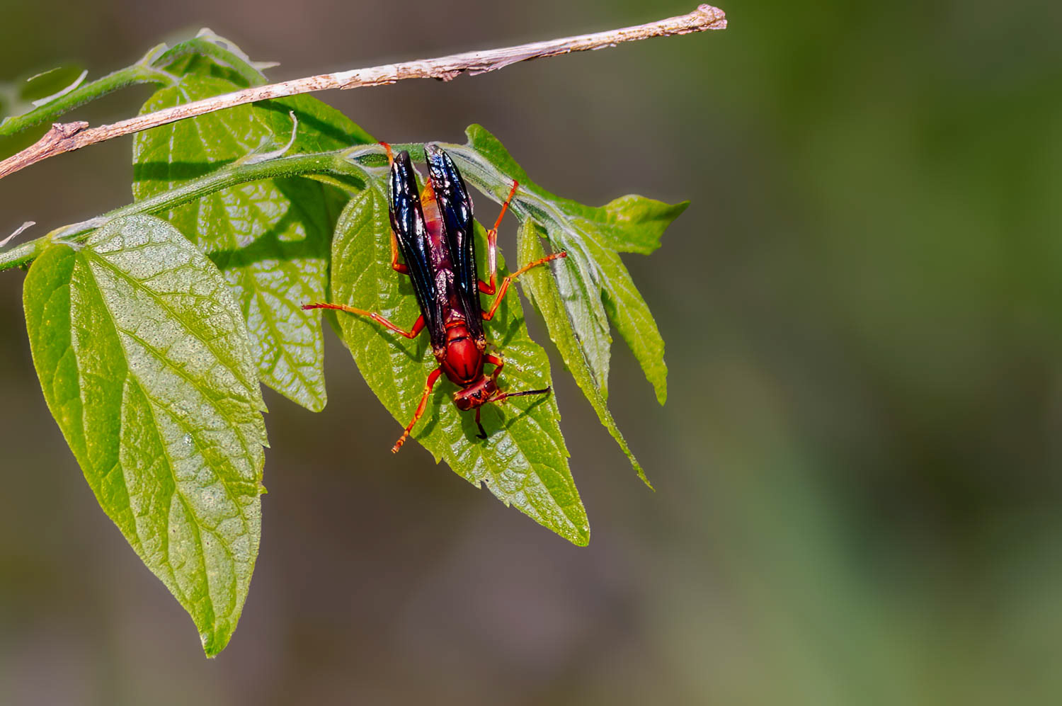 Red Paper Wasp (Polistes Carolina)