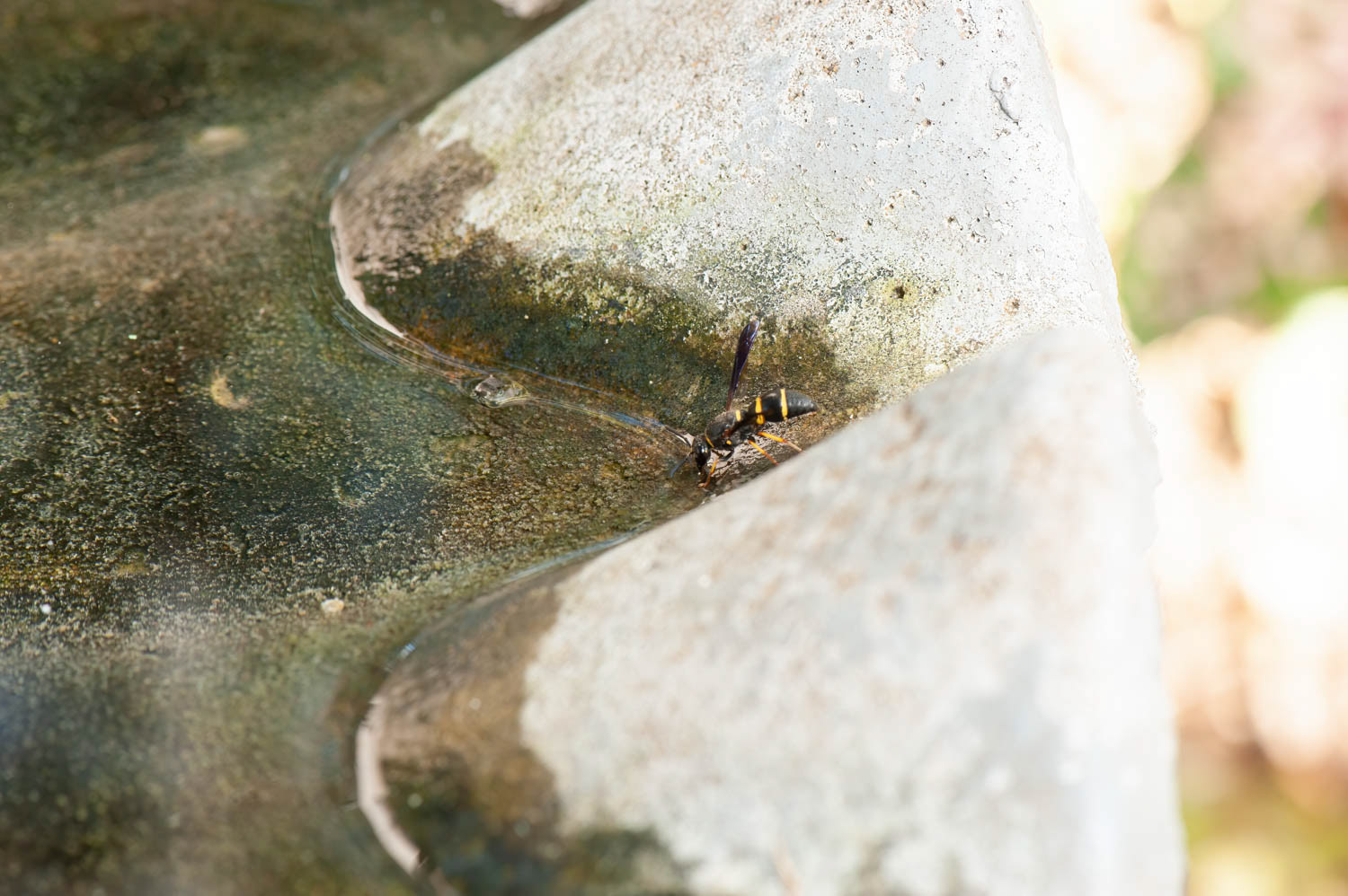 Northern Paper Wasp (Polistes fuscatus)