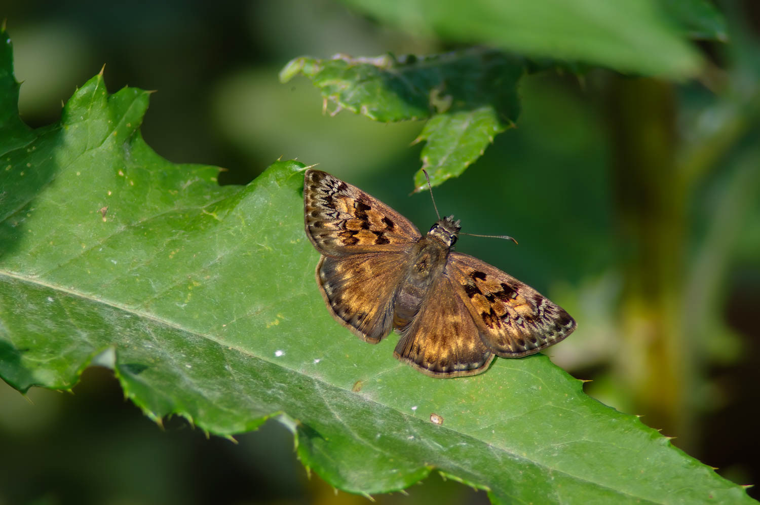 Horace's Duskywing (Erynnis horatius)