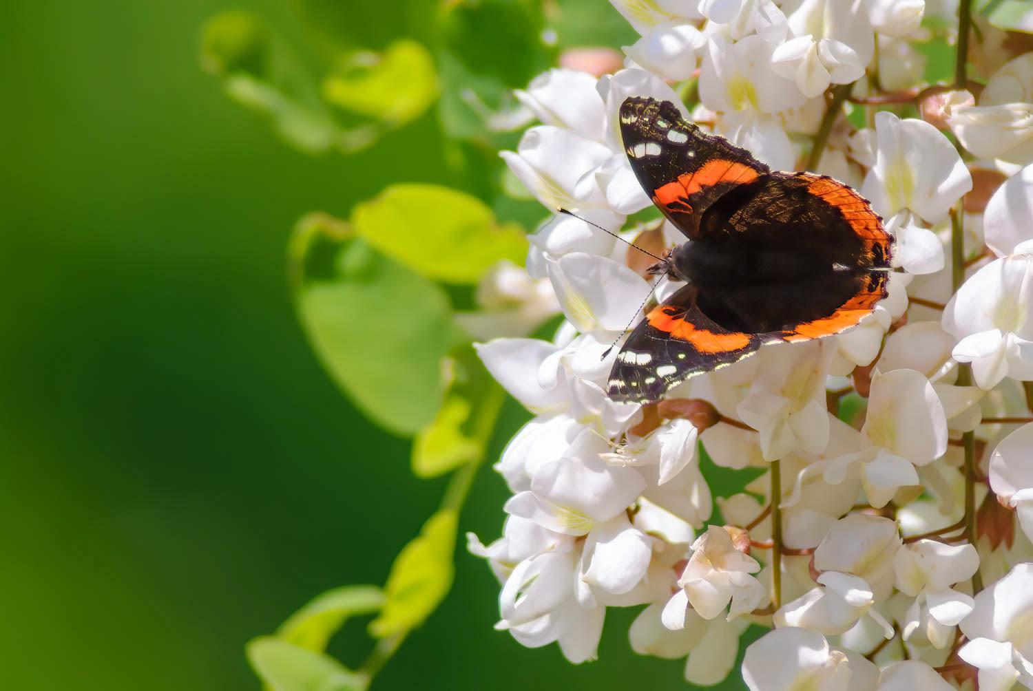 Red Adniral (Vanessa atalanta)