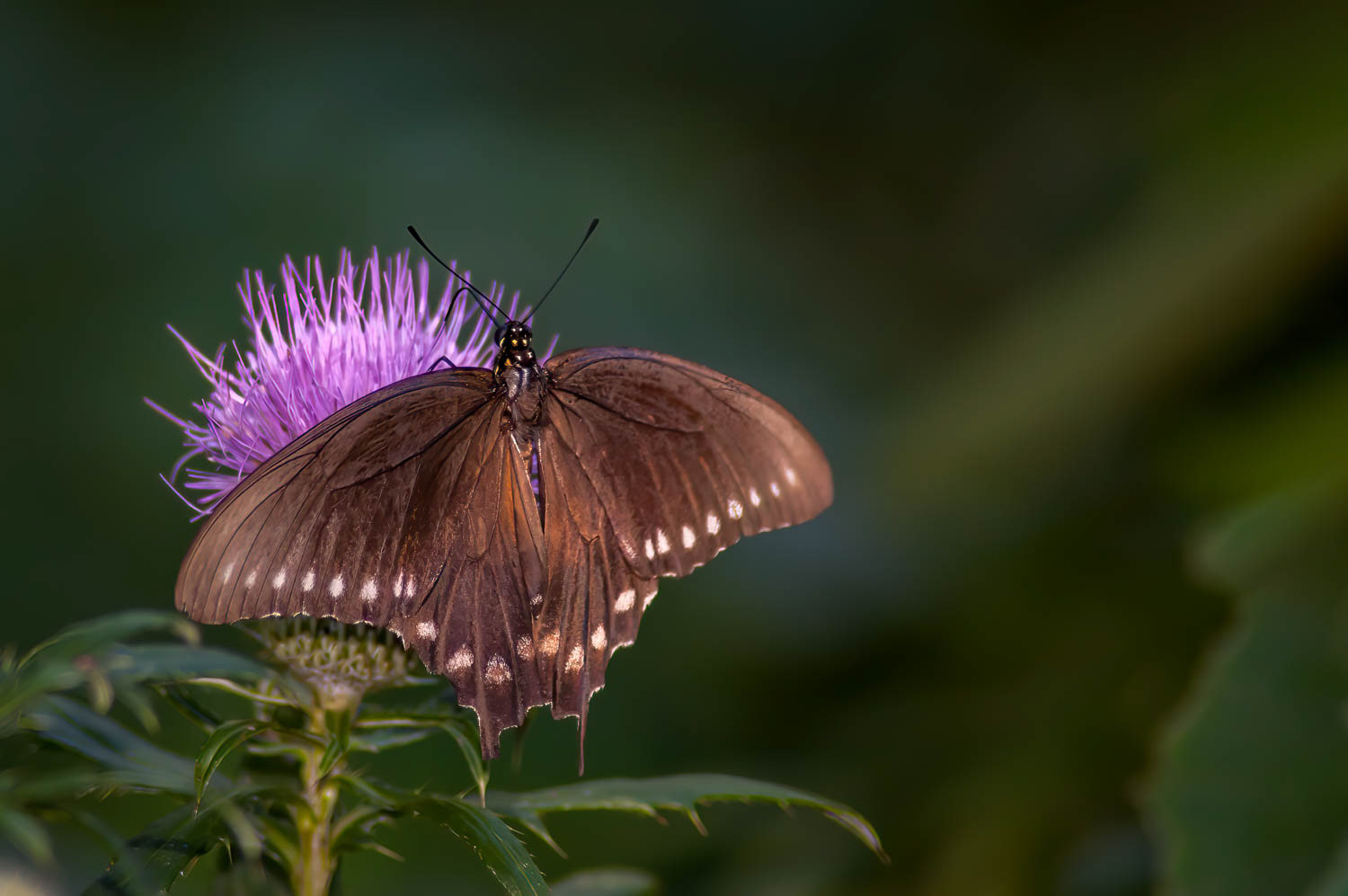 Pipevine Swallowtail Battus philenor)