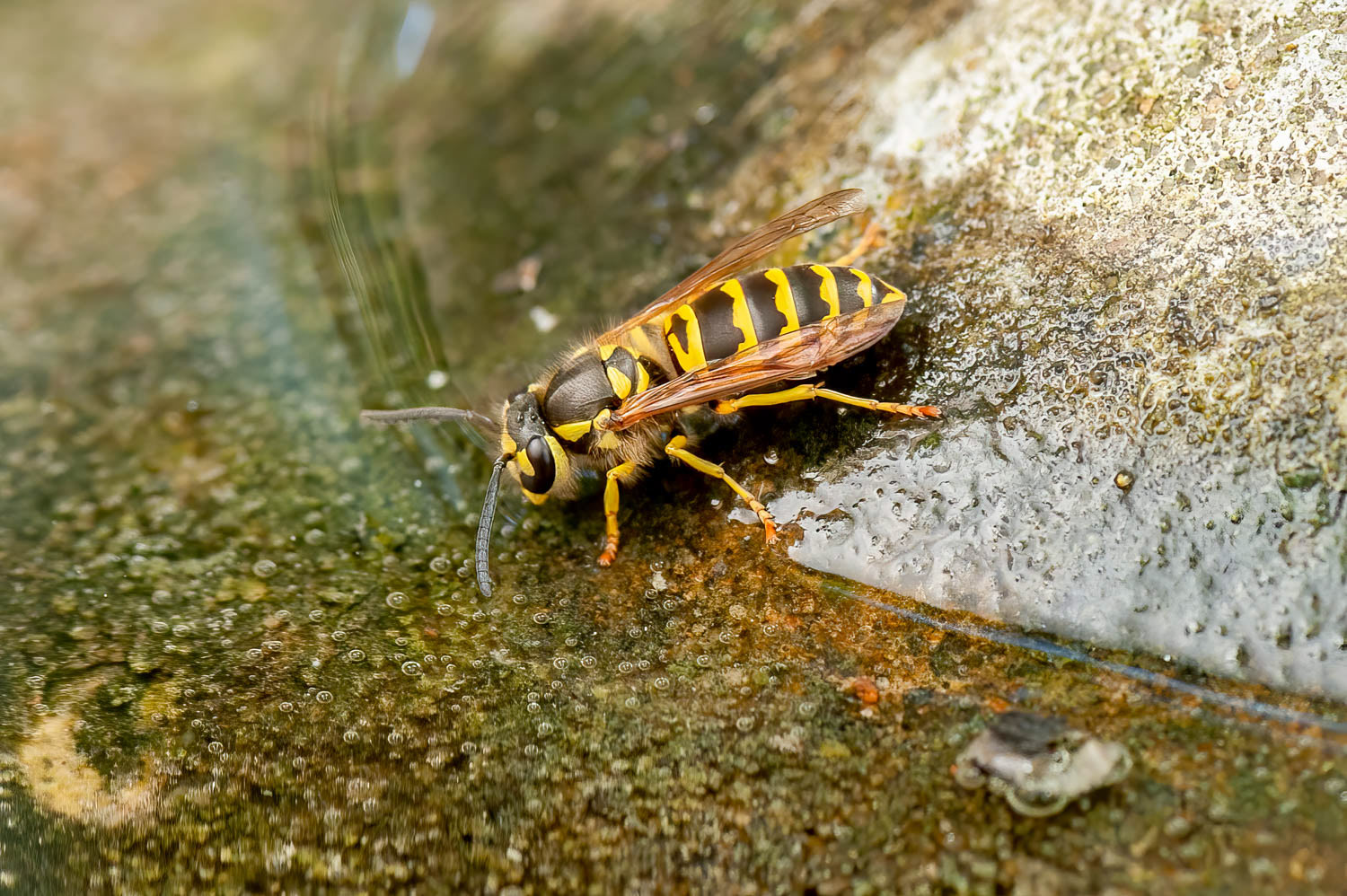 Eastern Yellowjacket (Vespula maculifrons)