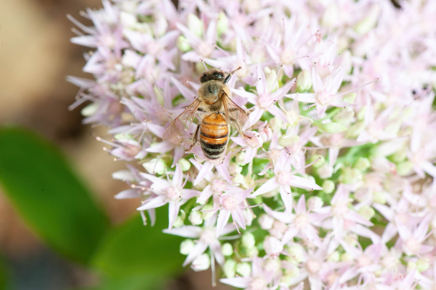Western Honetbee (Apis meliffera)