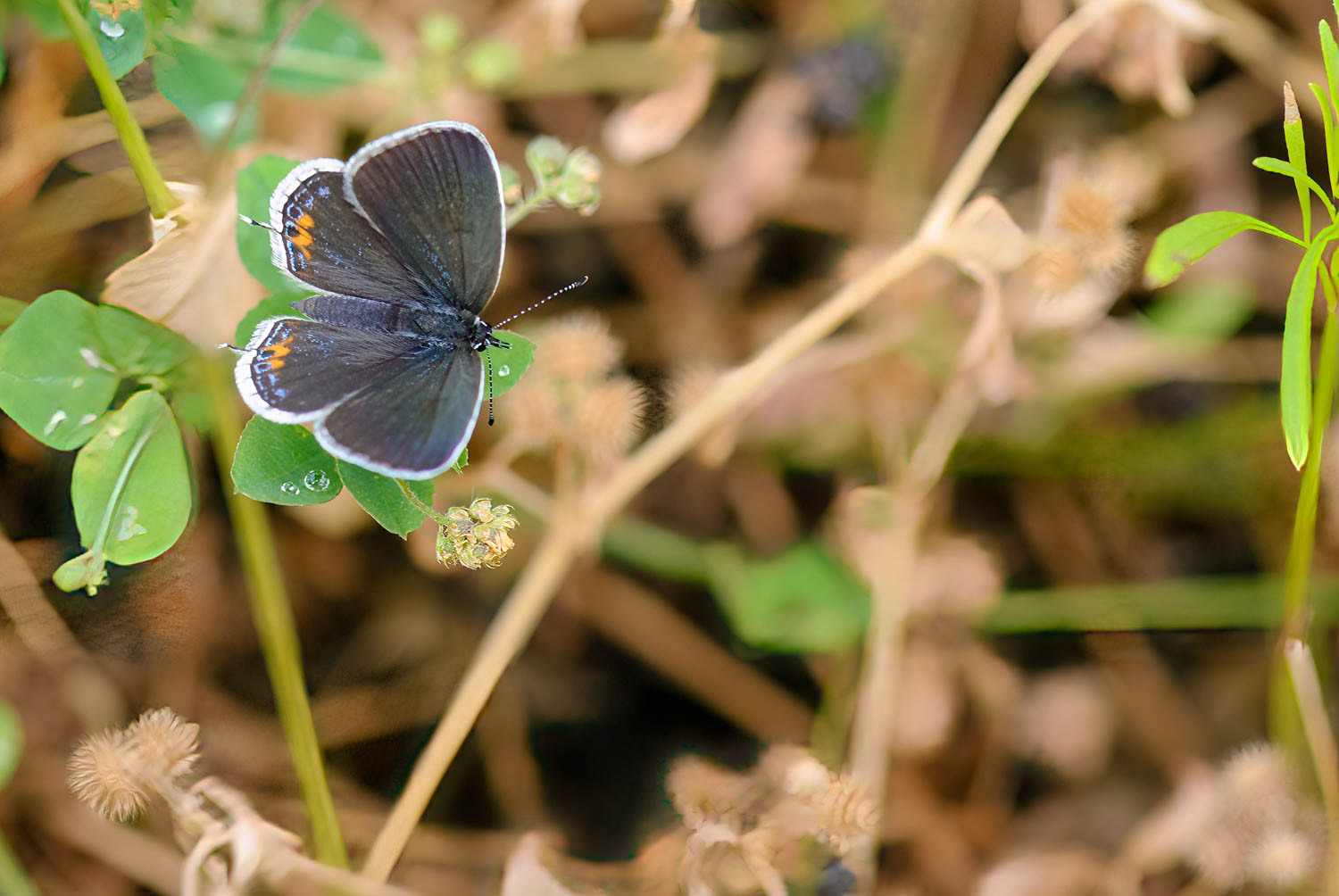 Gray Hairstreak (Strymon melinus)