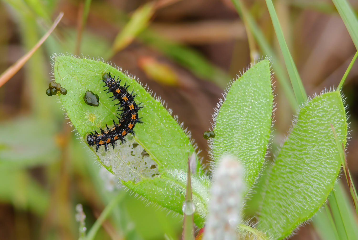 Gorgone Checkerspot Caterpillar (Chlosyne gorgone)