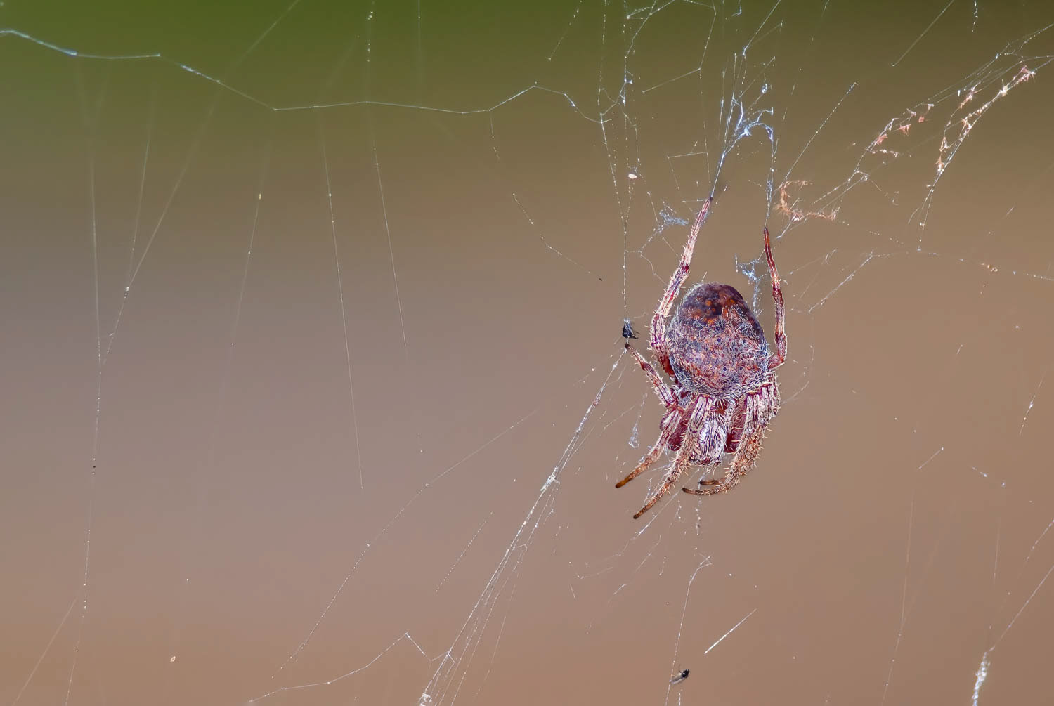 Hentz's Orb Weaver (Neoscona crucifera)