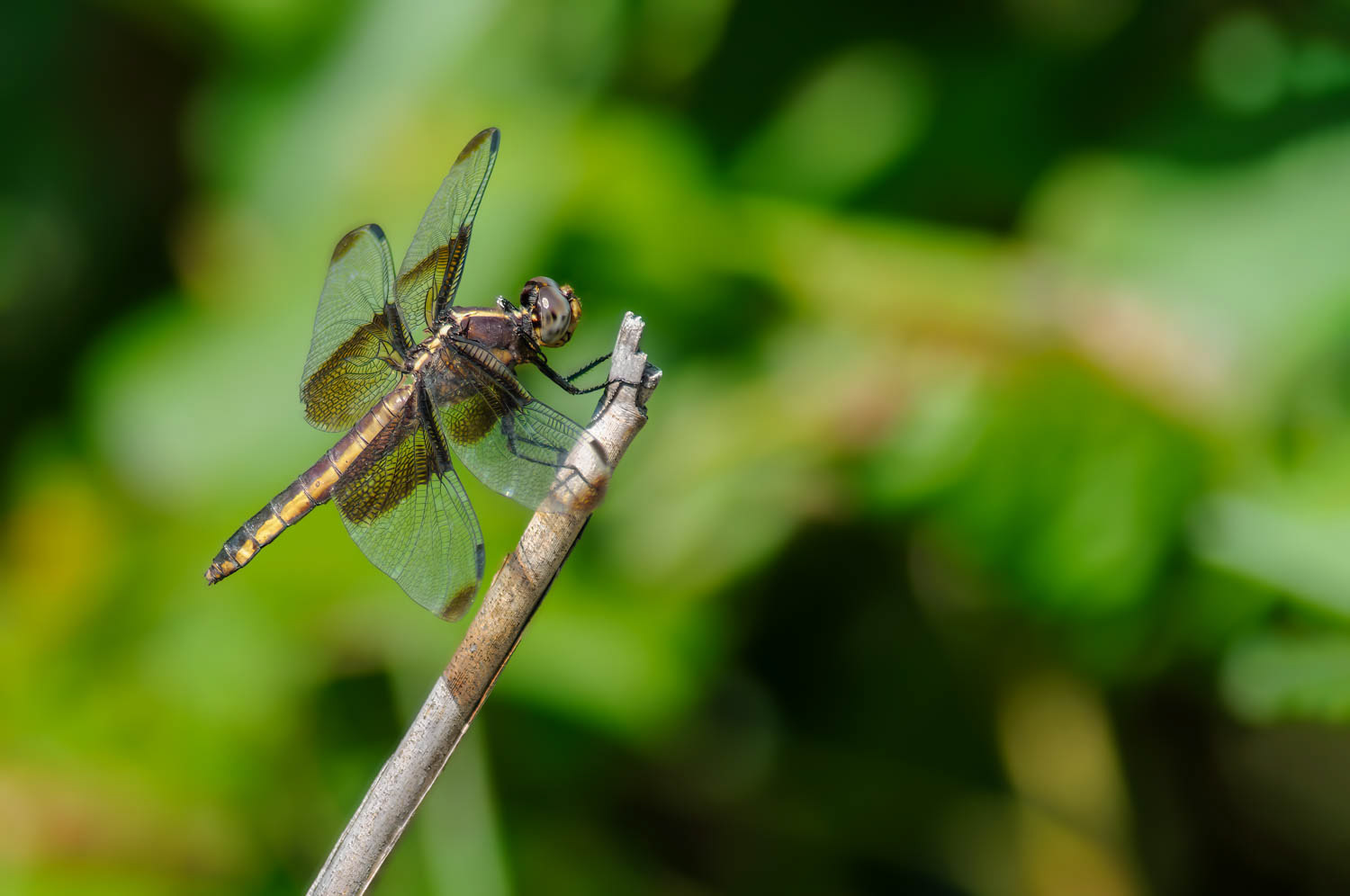 Widow Skimmer (Libellula luctuosa) Female