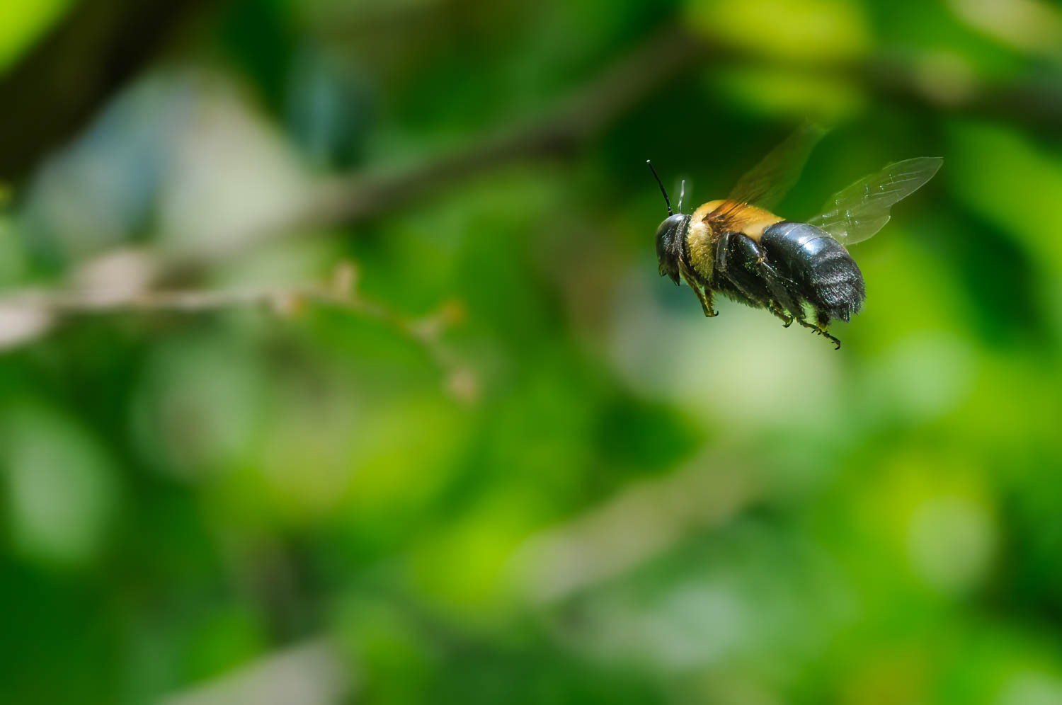 Eastern Carpenter Bee (Xylocopa virginica)