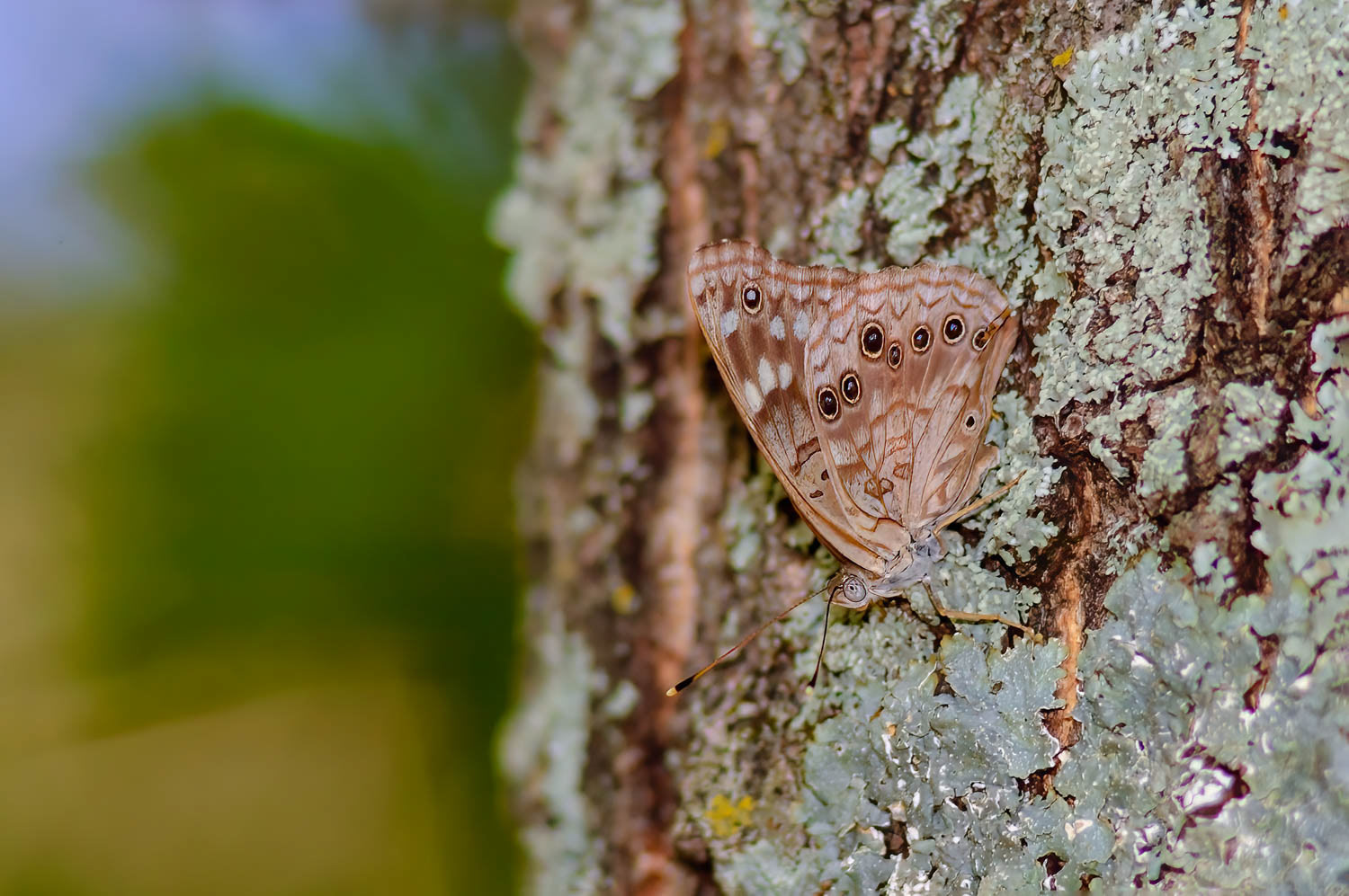 Tawny Emperor (Asterocampa clyton)