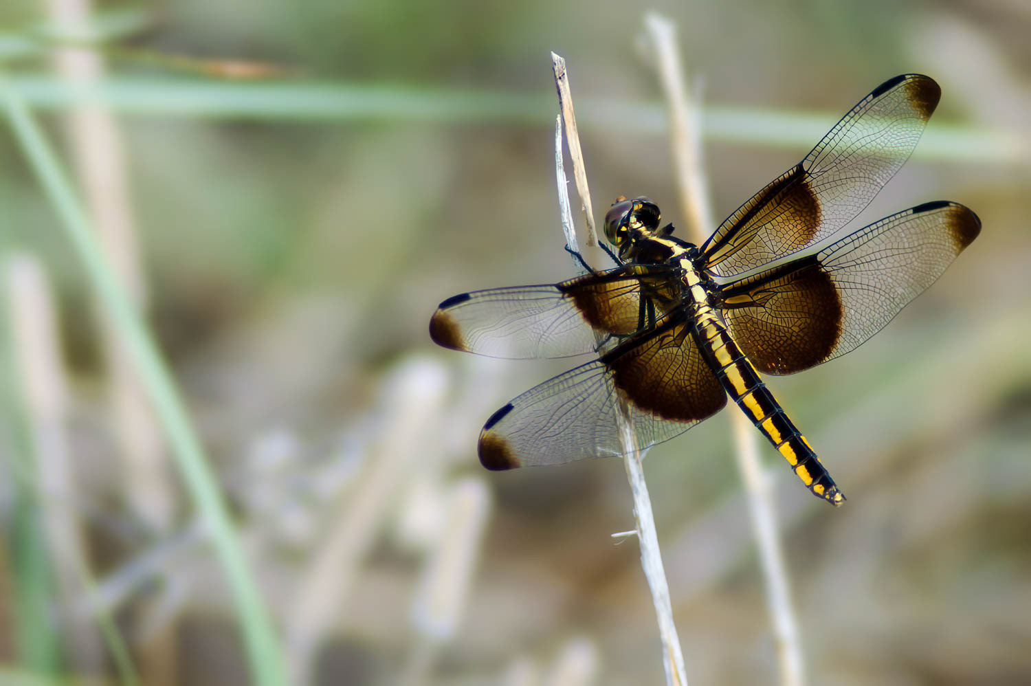 Widow Skimmer (Libellula luctuosa) Female