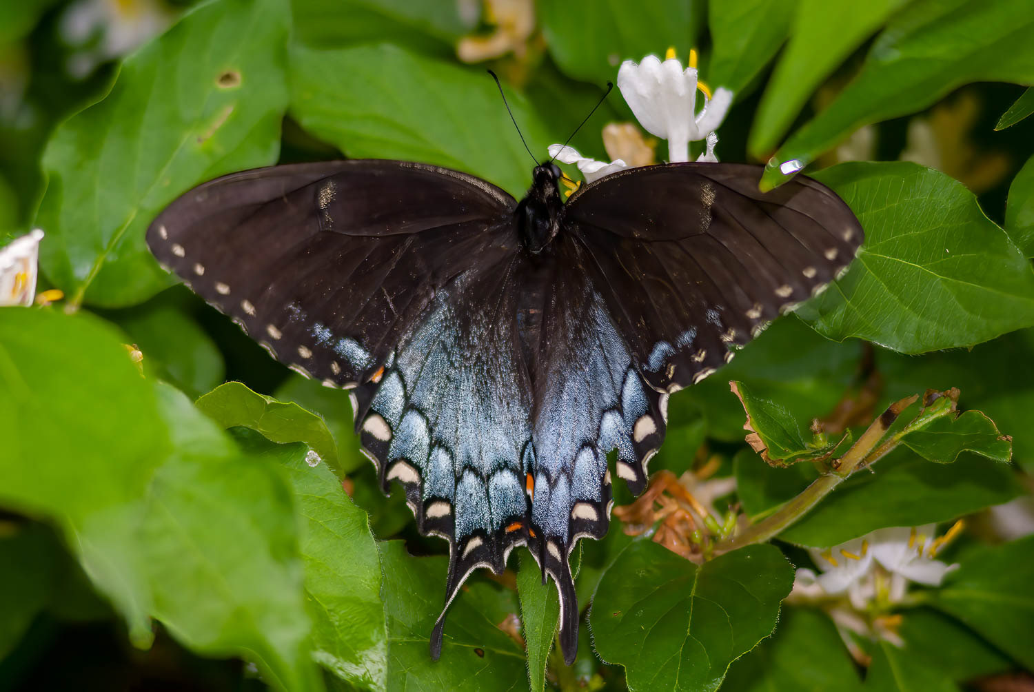 Spicebush Swallowtail (Pterourus troilus)