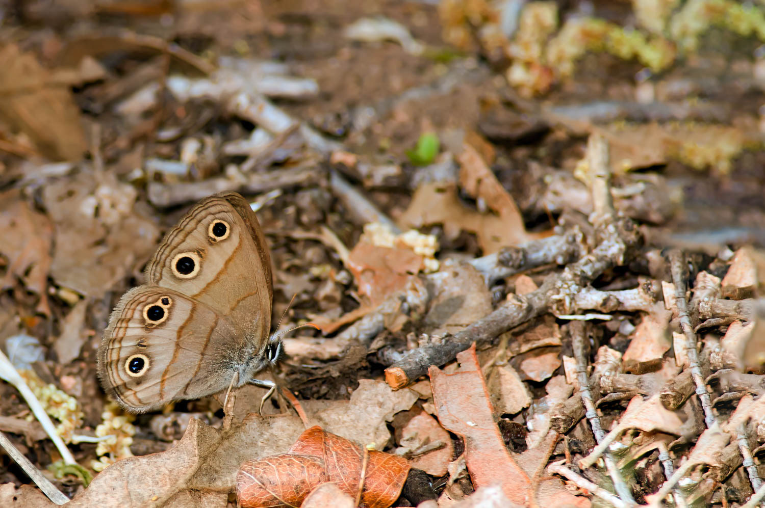 Northern Pearly Eye (Enodia anthedon)