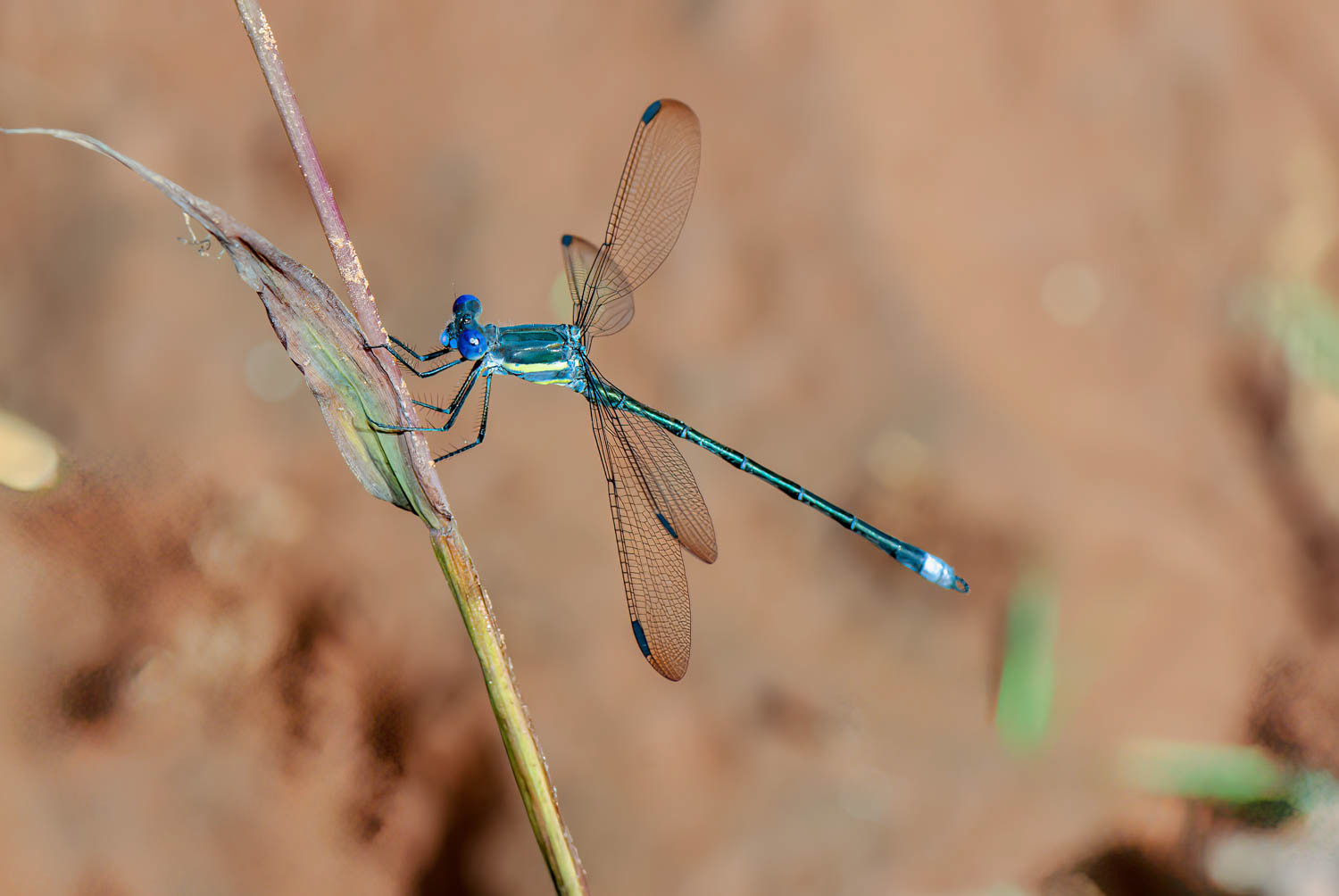 Great Spreadwing (Archilestes grandis)