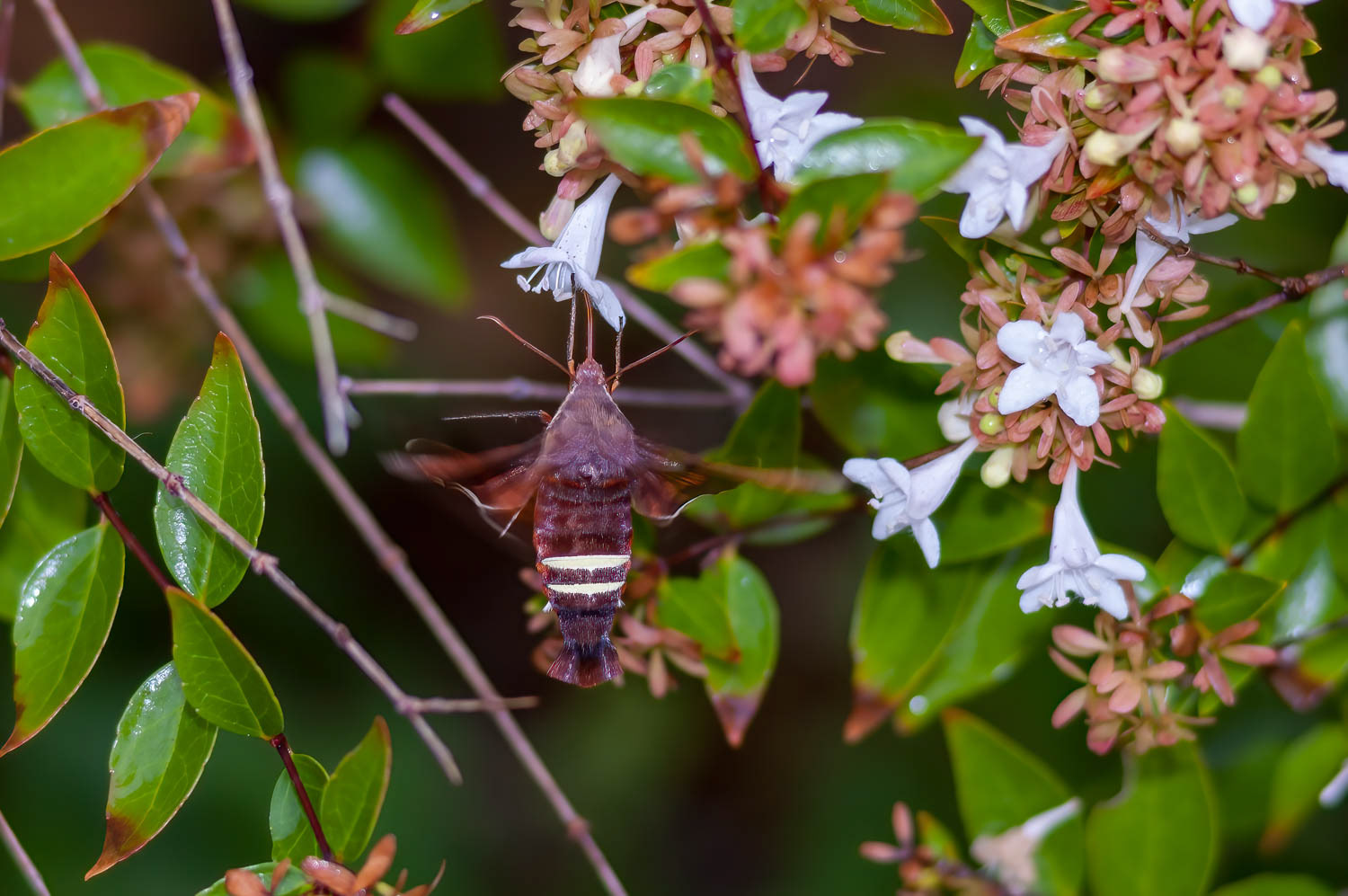Nessus Sphinx Moth (Amphion floridensis)