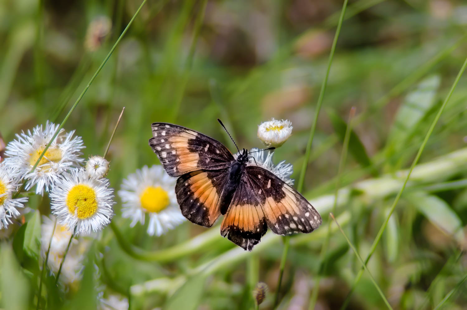 Bordered Patch (Chlosyne lacinia)