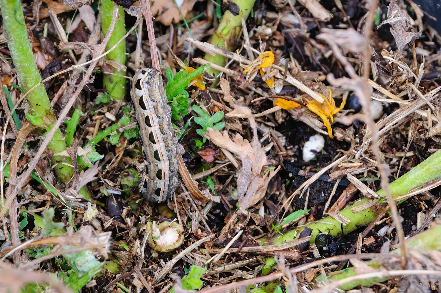 Southern Arny Worn ( Spodoptera eridania)