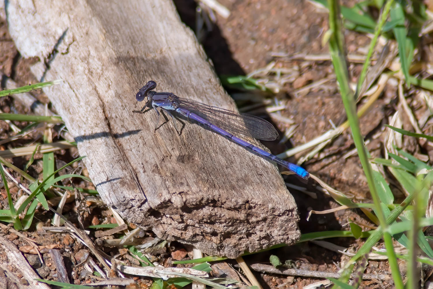 Violet Dancer (Argia fumipennis violacea)