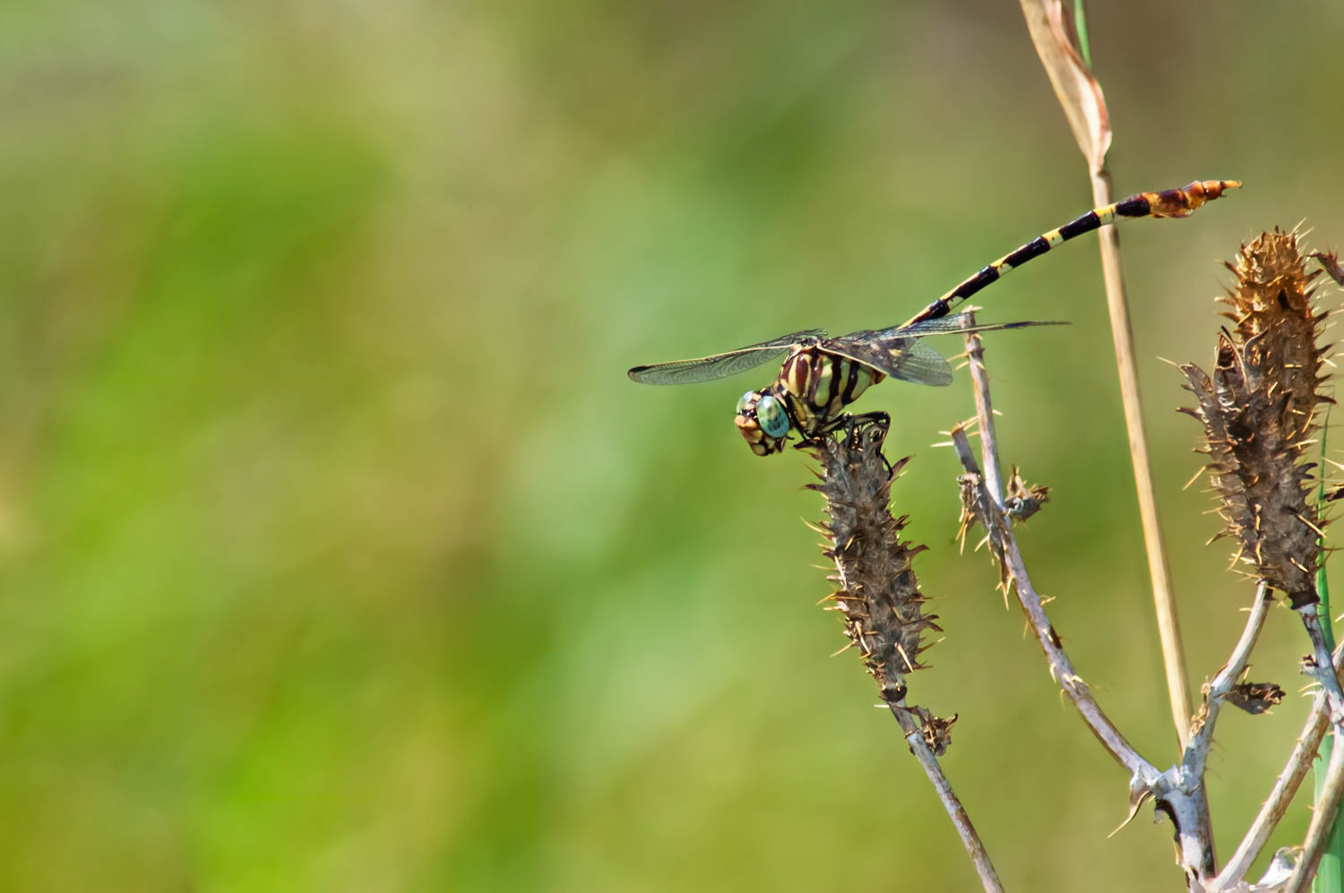 Four-striped Leaftail (Phyllogomphoides stigmatus)