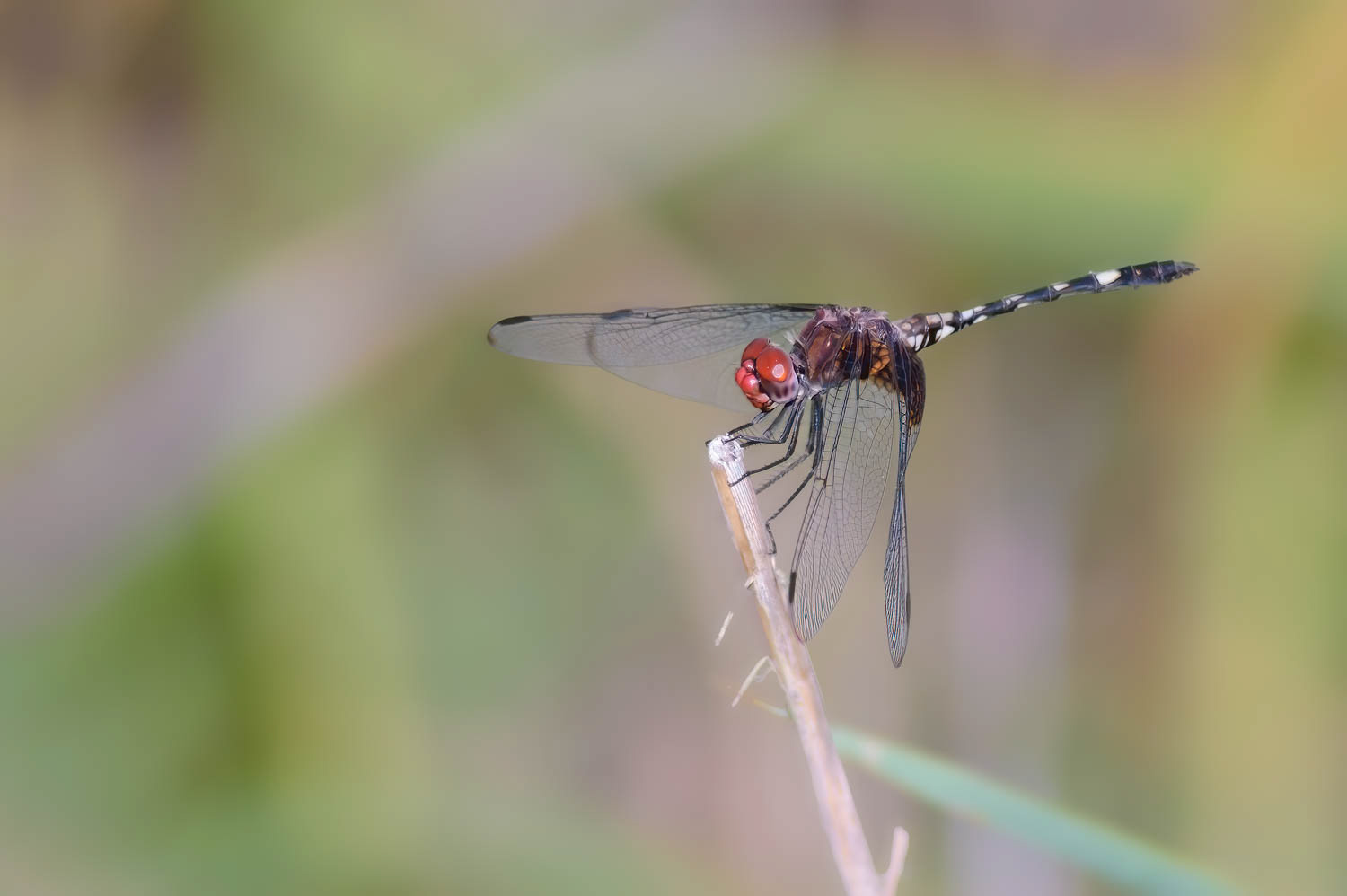 Swift Setwing (Dythemis velox)