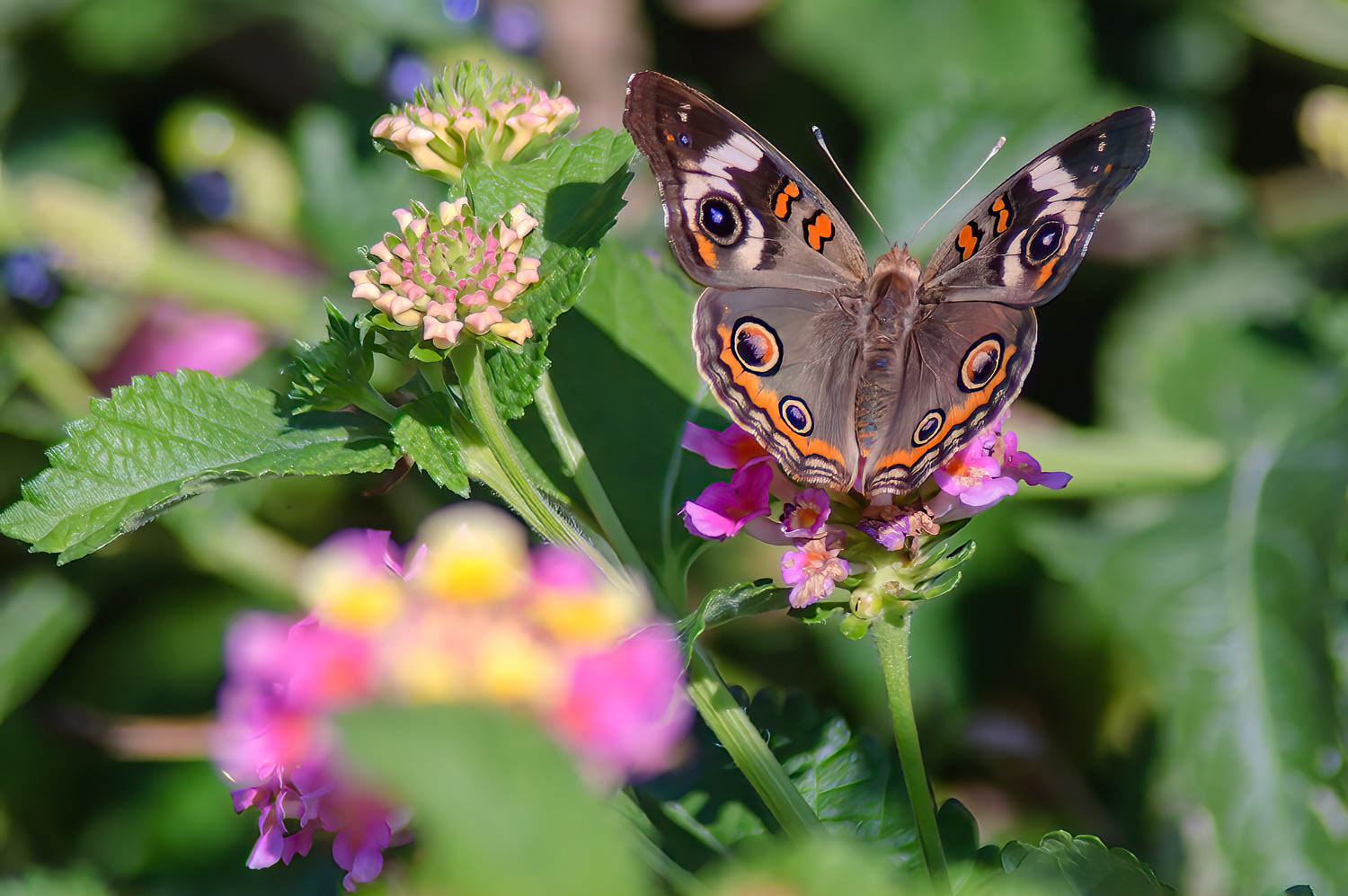 Common Buckeye (Junonia coenia Hübner)