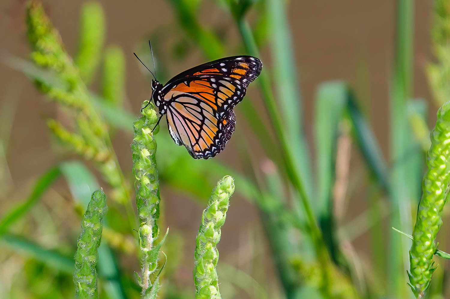Viceroy (Limenotis archippus)
