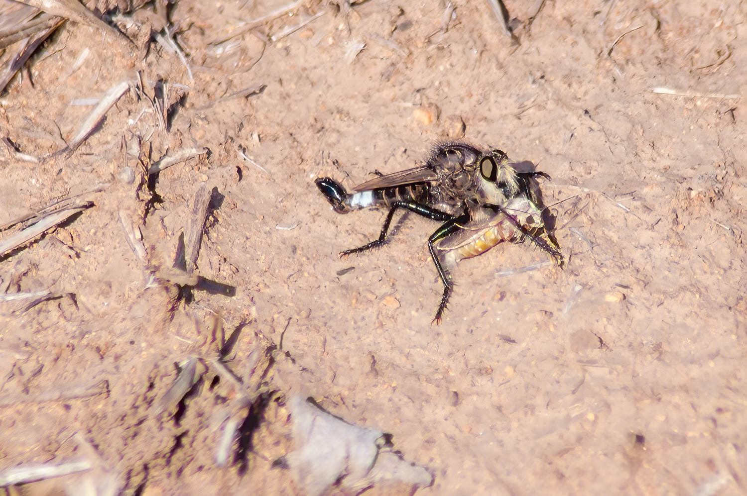 Robber Fly (Eggeria albibarbis)