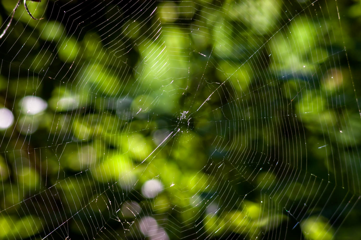 Orb Weaver Spider Web