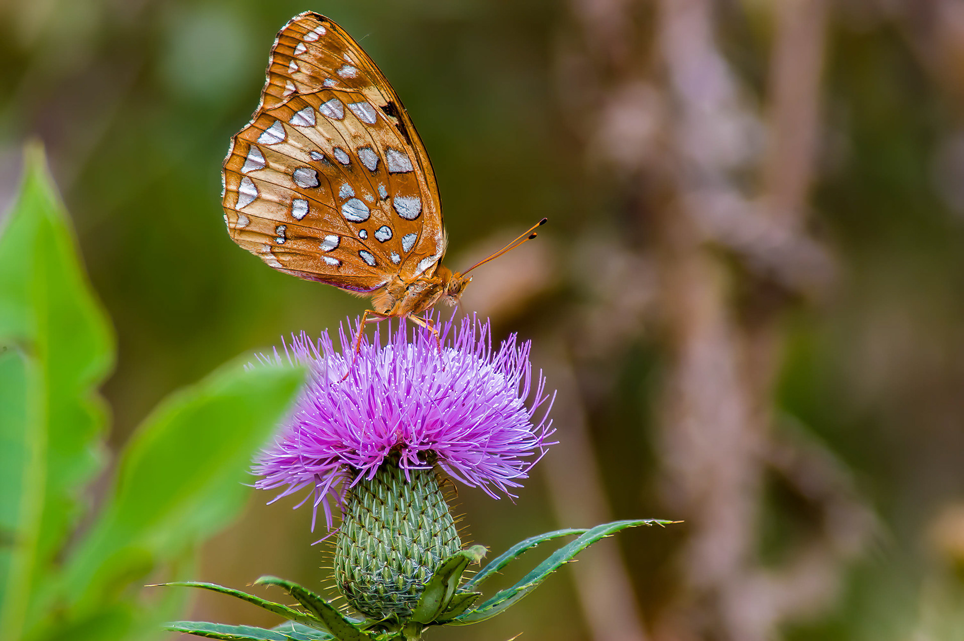 Great Soangled Frutillary (Speyeria cybele)