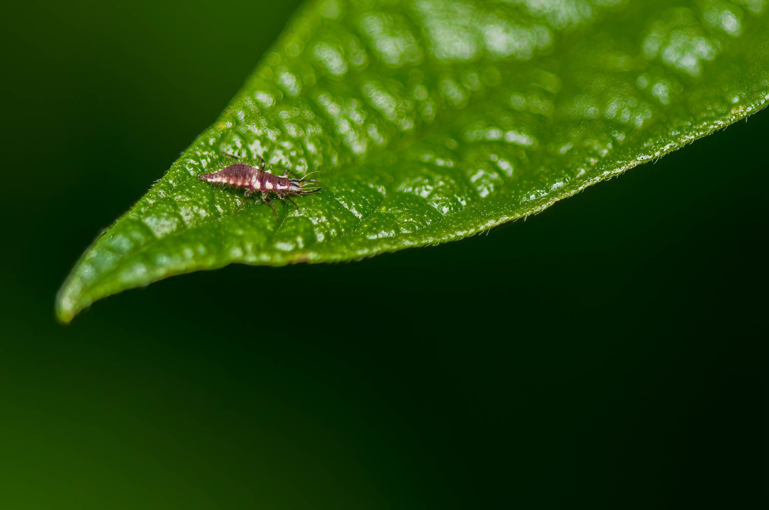Ant Lion Nymph (Myrmeleon sp.)