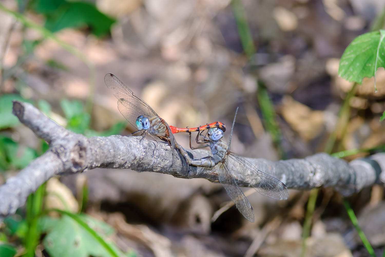 Blue-faced Meadowhawk (Sympetrum ambiguum) Breeding