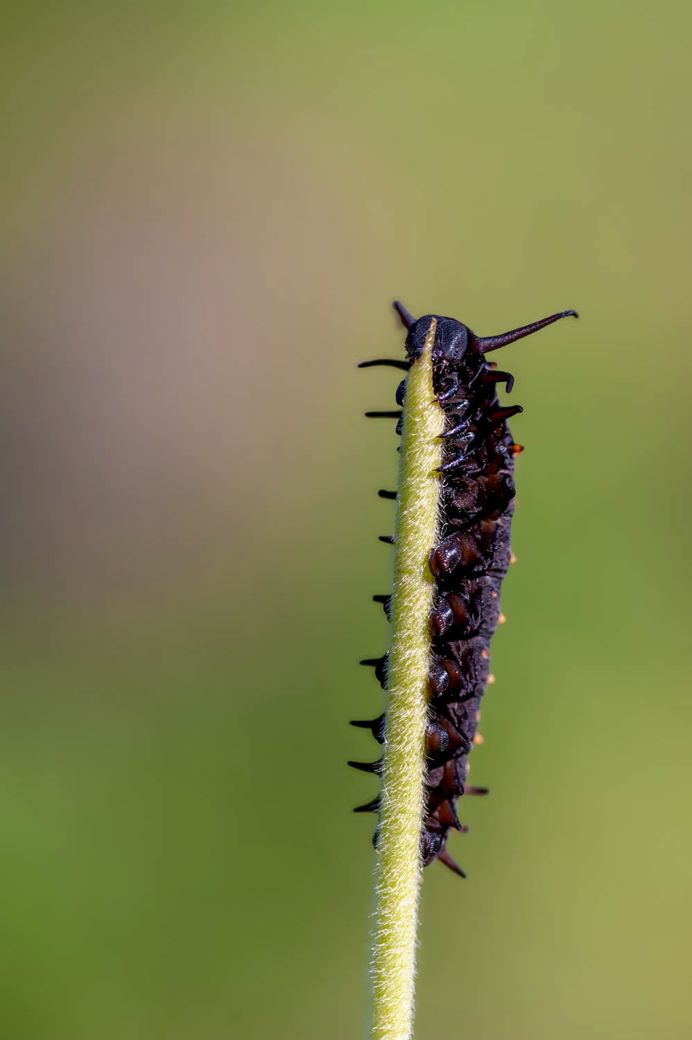 Pipevine Swallowtail Caterpillar (Battus philenor)