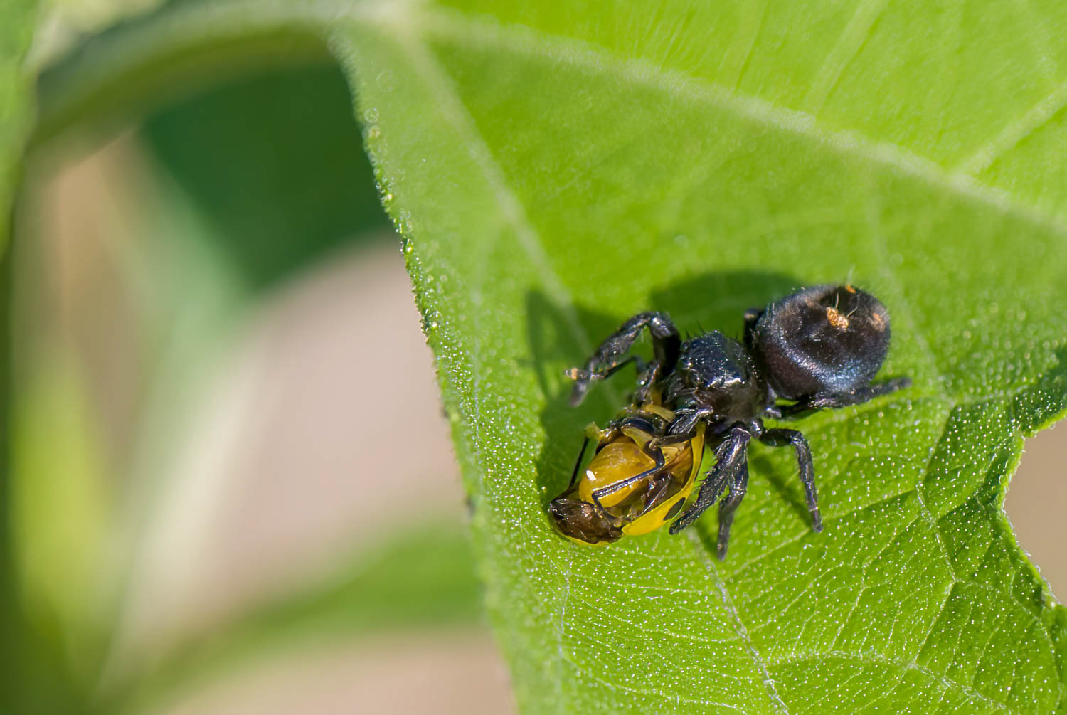 Bold Jumper (Phidippus audax