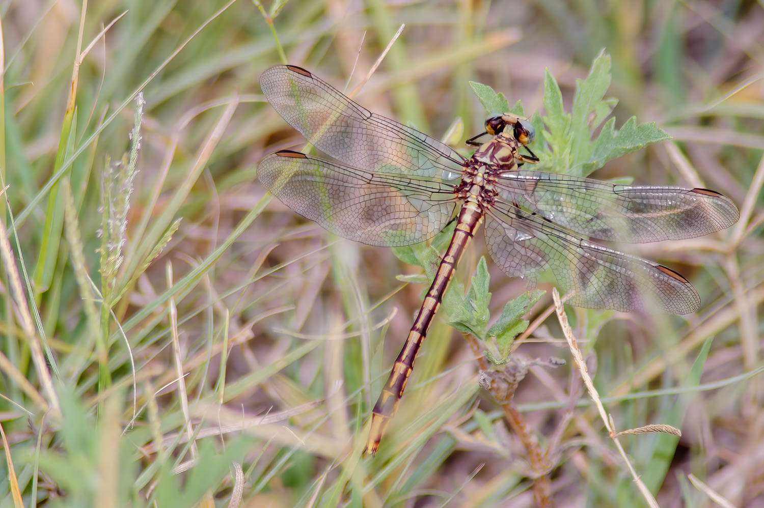 Common Sanddragon (Progomphus obscurus)