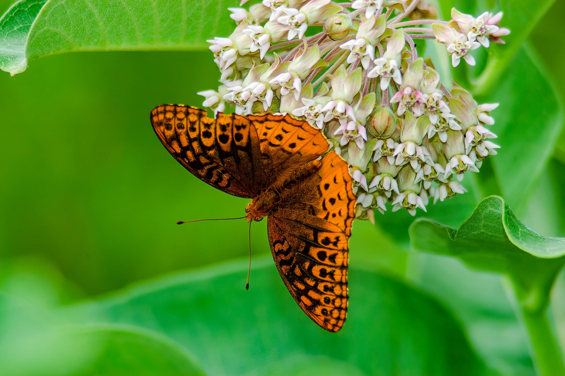 Great Soangled Frutillary (Speyeria cybele)