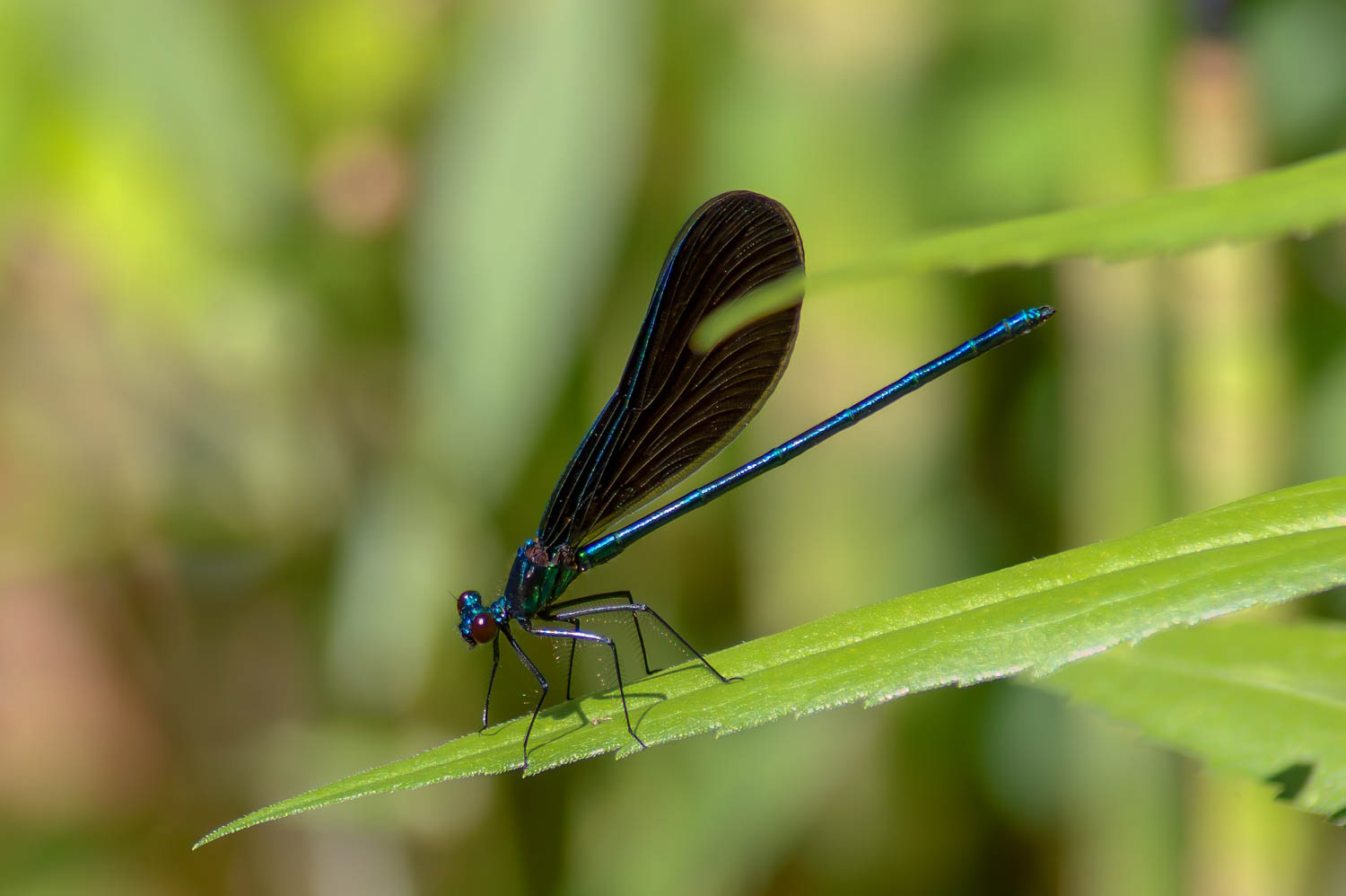 Ebony Jewelwing (Calopteryx maculata) Male