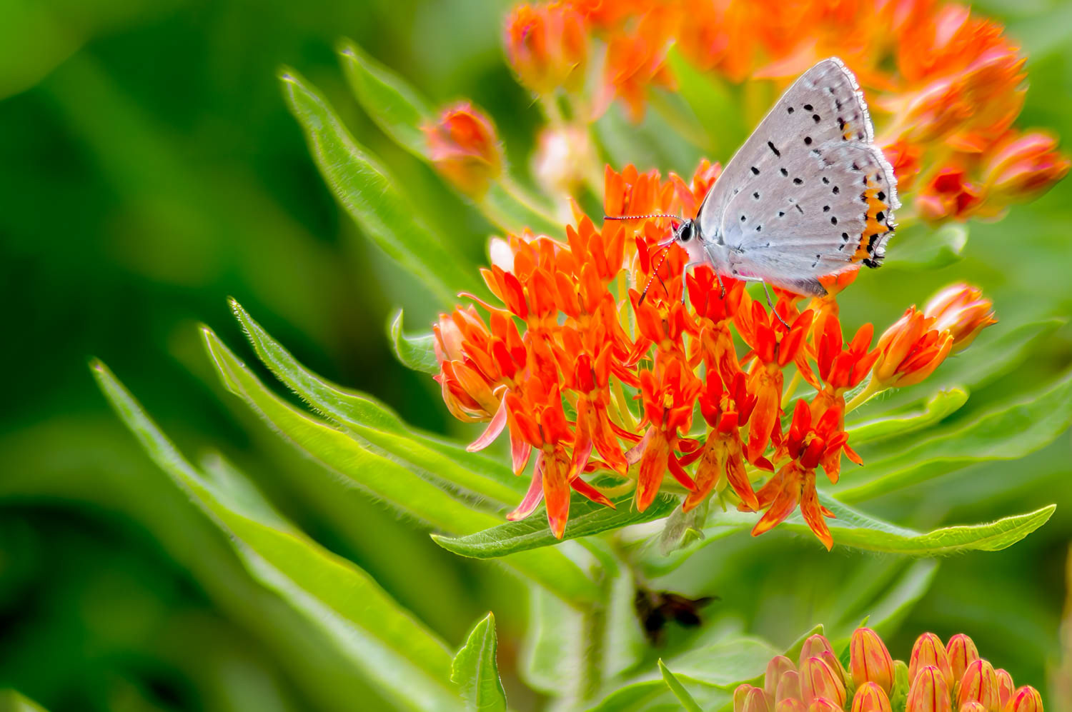Coral Hairstreak (Satyrium titus)