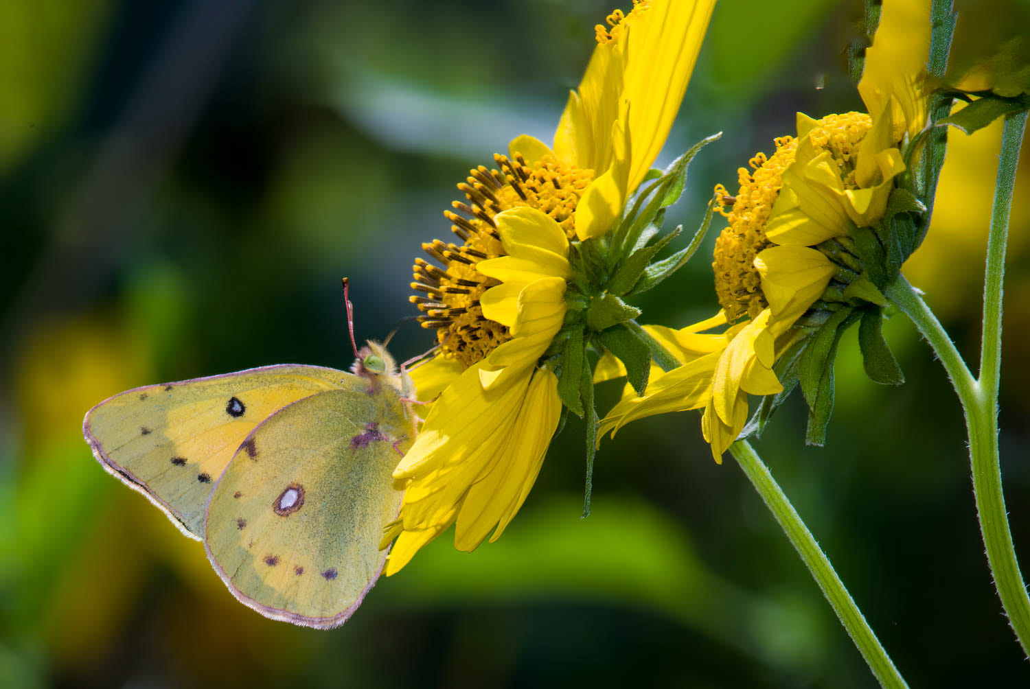 Clouded Sulphur (Colias philodice)